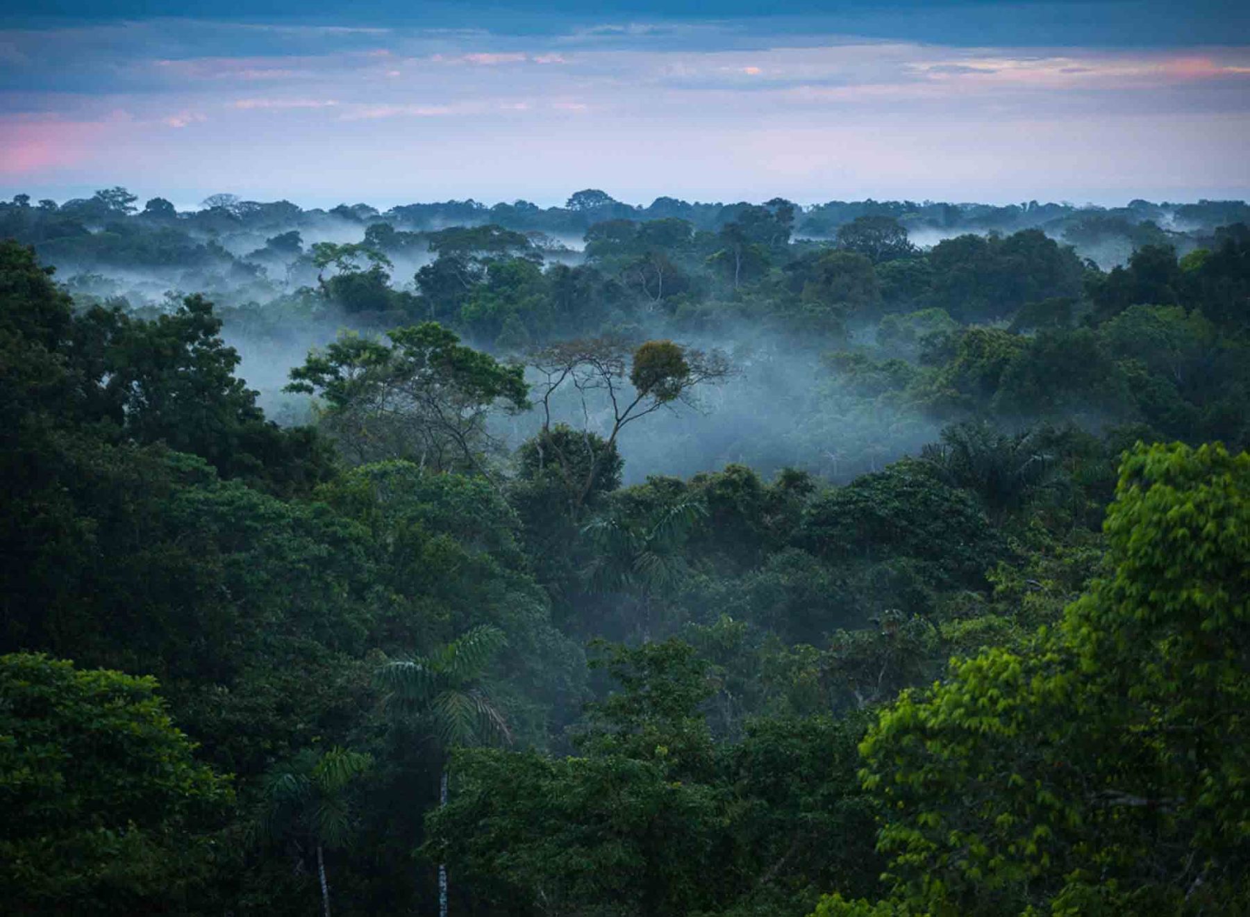 hutan amazon